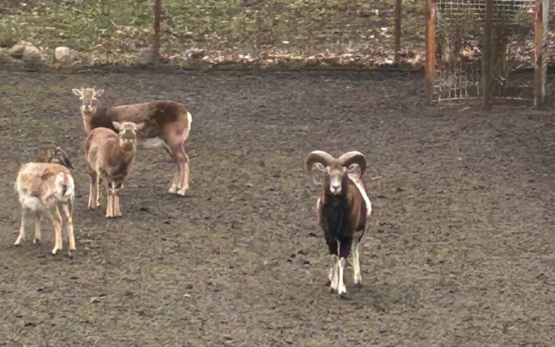 Ausflug ins Wildgehege Stangerode